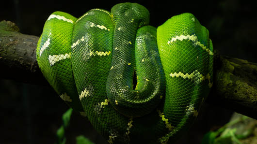 Images